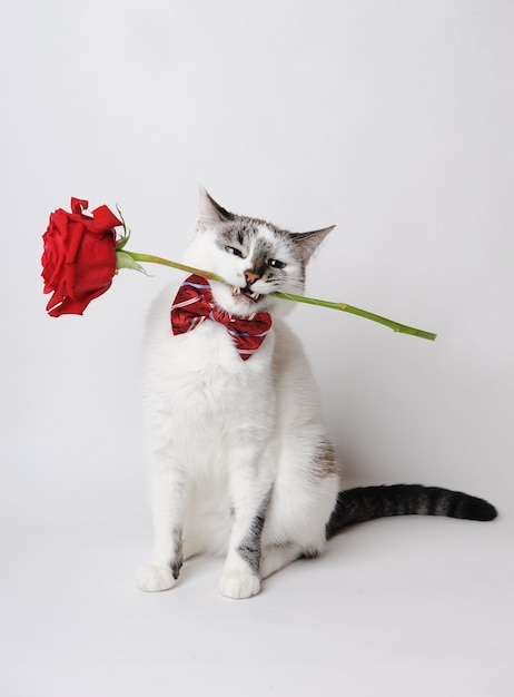 Gato de ojos azules esponjoso blanco en una elegante pajarita sobre un fondo claro sosteniendo una rosa roja en sus dientes