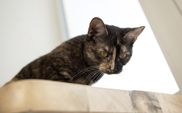 Foto gato con ojos azules mira a la cámara