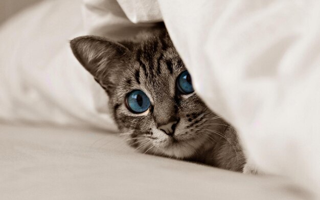 Foto un gato con ojos azules está mirando desde debajo de una manta blanca