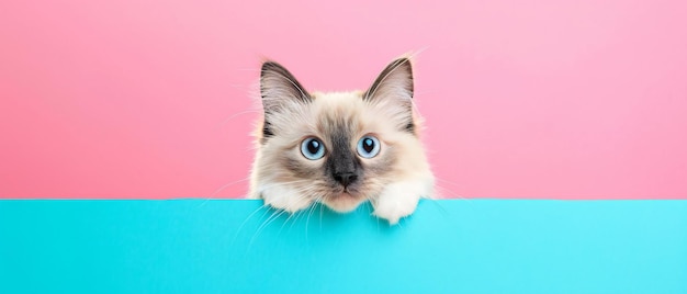 Foto el gato de ojos azules mirando por encima del bloque de colores