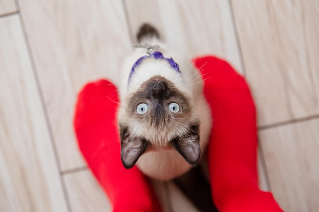 Un gato de ojos azules paseando por el parque Perfecto para transmitir tranquilidad y explorar la idea de n