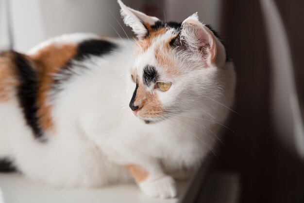 Un gato de ojos azules paseando por el parque Perfecto para transmitir tranquilidad y explorar la idea de n