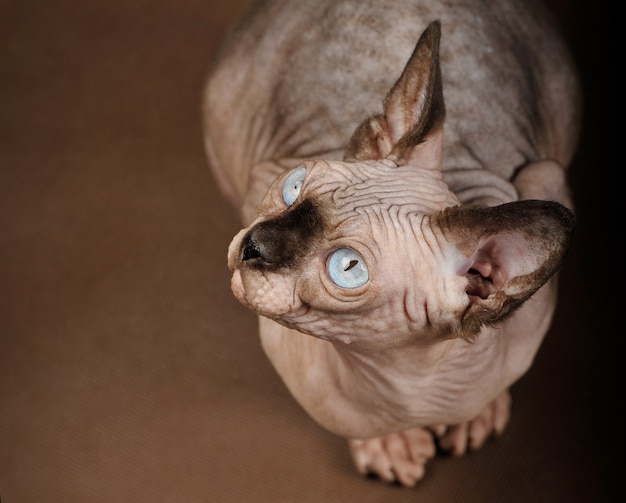 Gato con ojos azules de raza Esfinge se asienta sobre fondo marrón, estudio