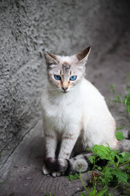 Foto gato con ojos azules