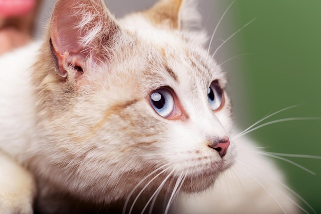 Gato con ojos grandes