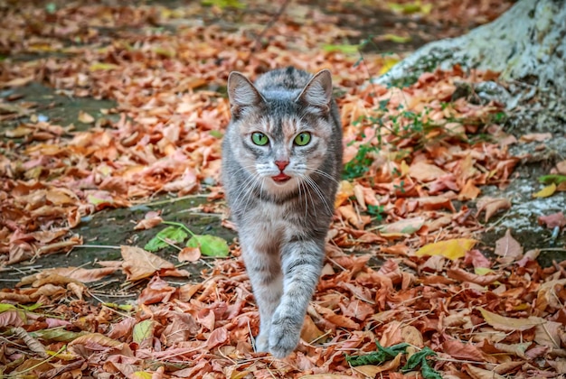 Un gato de ojos verdes camina entre las hojas de otoño.