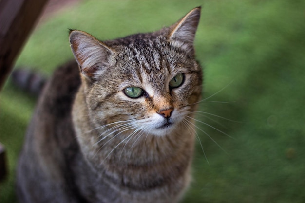 Un gato con ojos verdes en el césped se ve