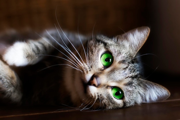 Gato con ojos verdes descansando retrato