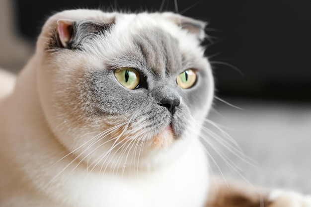 Un gato con ojos verdes y un fondo negro