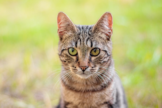 Gato de ojos verdes con hierba borrosa