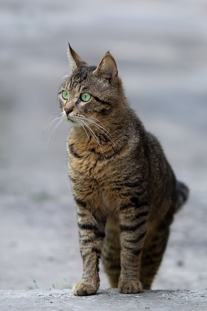 Gato de ojos verdes mira algo