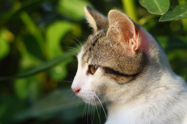 Gato con ojos verdes y mirada interesante Retrato de gato