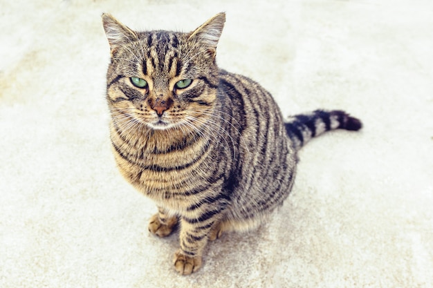 Gato con ojos verdes mirando hacia la cámara