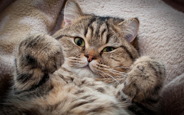 un gato con ojos verdes y una nariz blanca