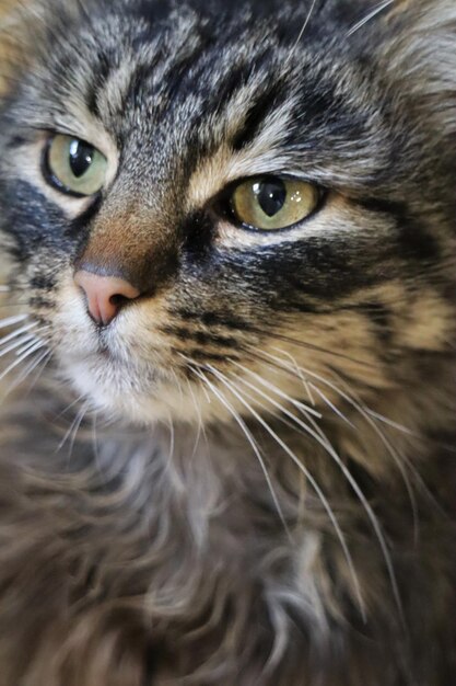 Un gato con ojos verdes y nariz marrón.