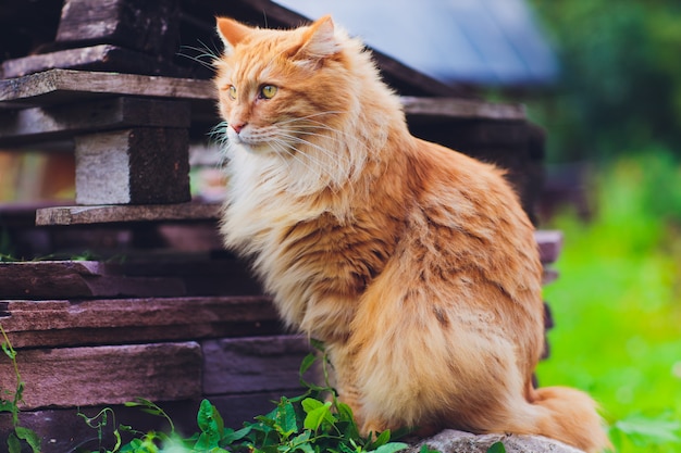 Gato de ojos verdes rojo que descansa sobre la hierba verde.