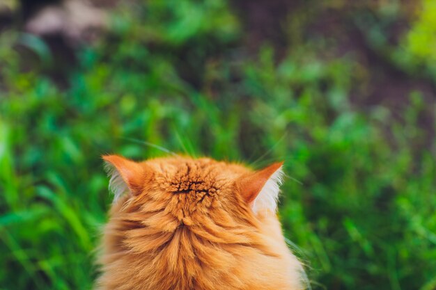 Gato de ojos verdes rojo que descansa sobre la hierba verde.