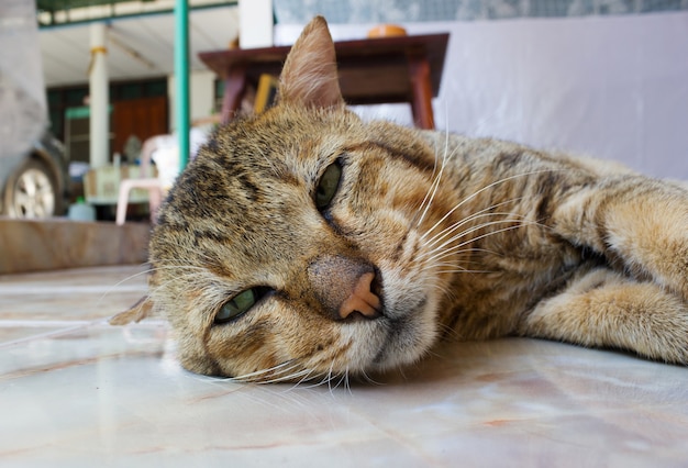 gato con ojos verdes, tendido en el piso