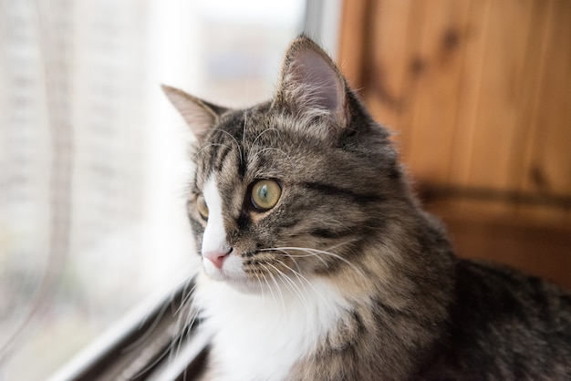 Gato olha pela janela. Lindo gato sentado no parapeito de uma janela e olhando para a janela.