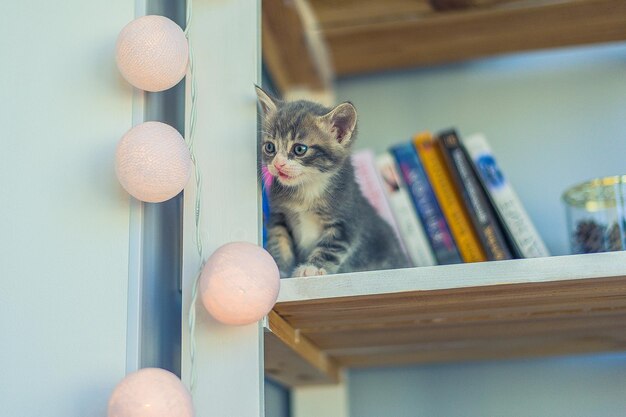 Foto gato olhando para a câmera na mesa