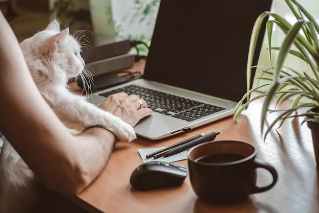 Gato olhando para a câmera na mesa