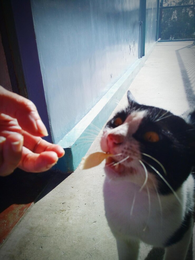 Foto gato olhando para a câmera