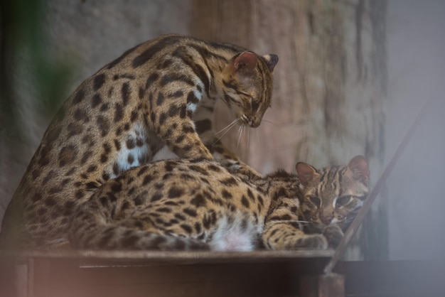 Foto gato olhando para a câmera