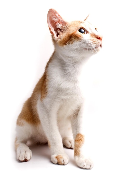 Gato olhando para cima em fundo branco
