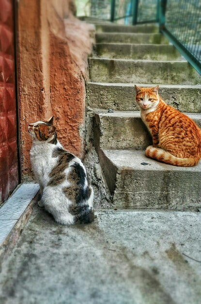 Foto gato olhando para cima