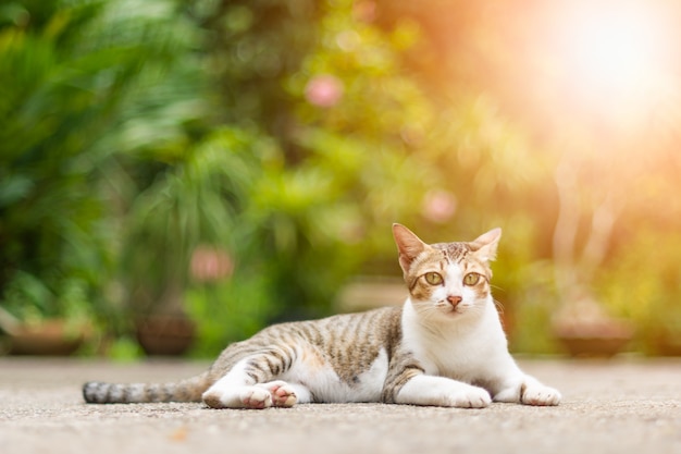 Gato olhando para cima