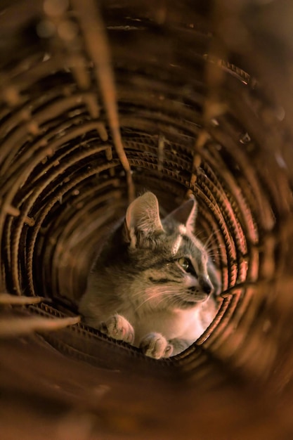 Gato olhando para fora do túnel de gato