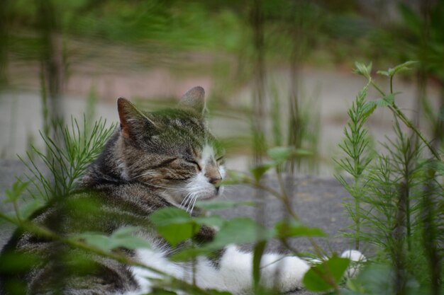 Foto gato olhando para longe