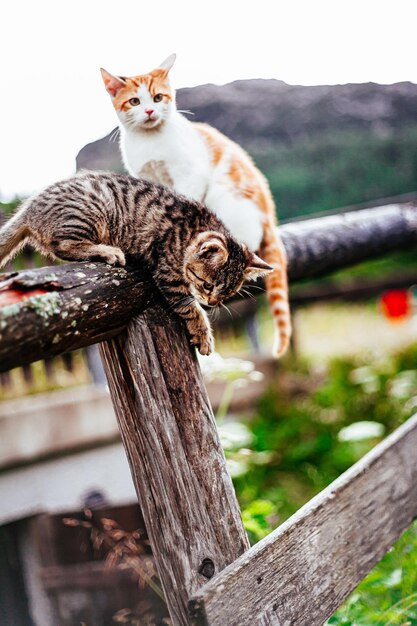 Foto gato olhando para longe