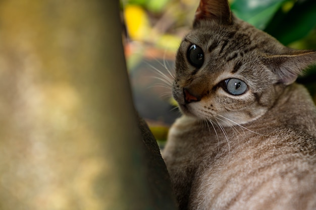 Gato olhando para trás com espaço de cópia