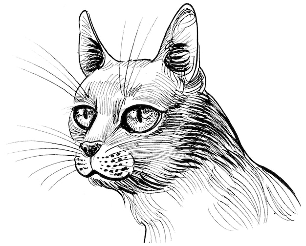 465.500+ Desenho De Gato fotos de stock, imagens e fotos royalty