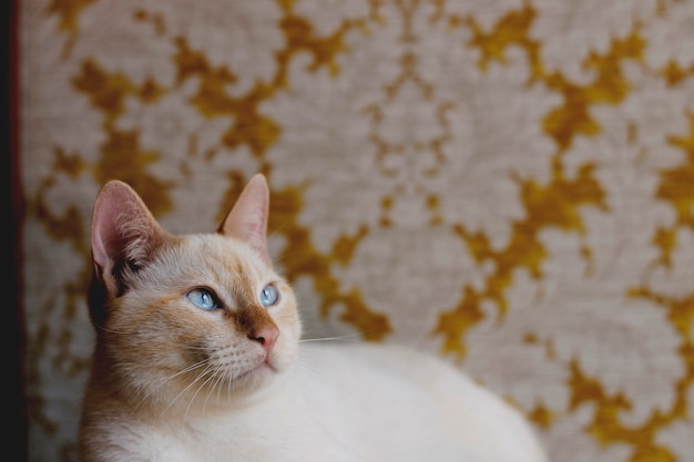 Foto gato de olho azul