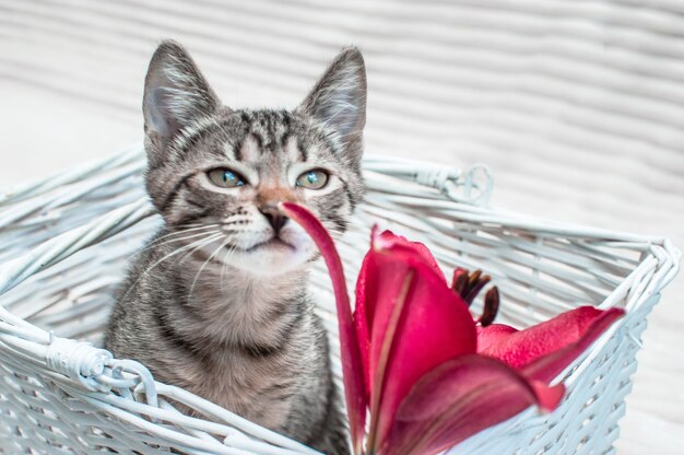 Gato oliendo una flor