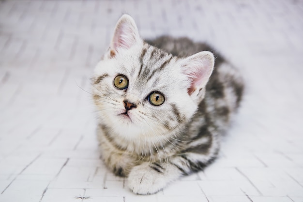 Gato de orejas ca3idas gris en la pared blanca aislada. Cerrar retrato gato