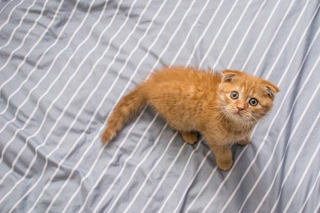 Gato de orejas caídas rojas raza Scottish fold