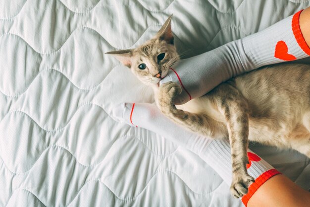 Gato oriental acostado en los pies del propietario en calcetines con corazón rojo