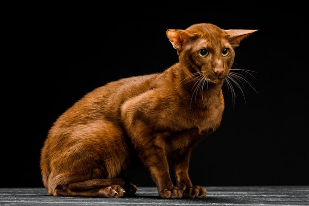 Gato oriental, animal de estimação de pêlo curto em um fundo escuro.