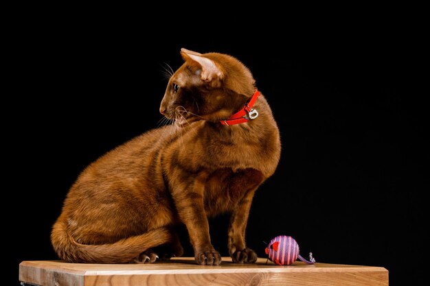 Gato oriental, animal de estimação de pêlo curto em um fundo escuro.