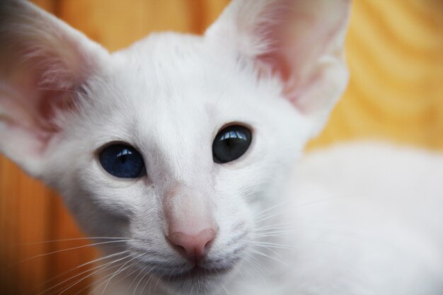 Gato oriental blanco con ojos de diferentes colores.