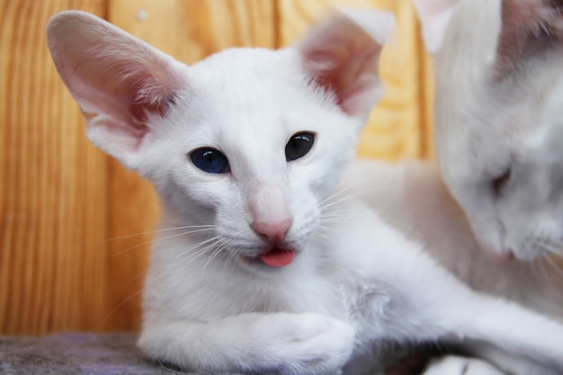 Gato oriental branco com olhos de cores diferentes.