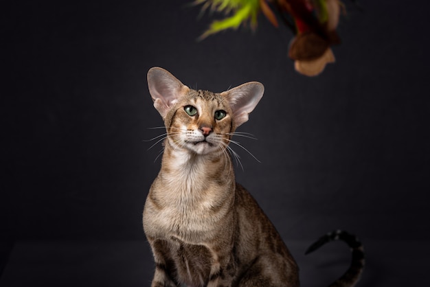 Gato oriental de olhos verdes com pelo de gato malhado e orelhas grandes sentado e voltado para o lado de trás