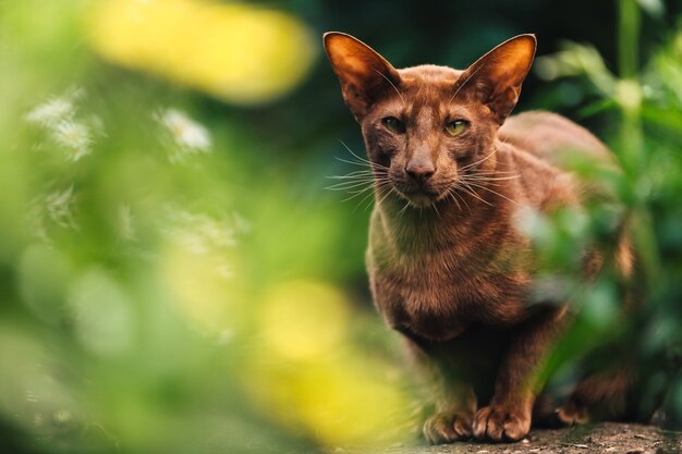 Un gato oriental marrón se sienta cerca de un macizo de flores con vegetación.