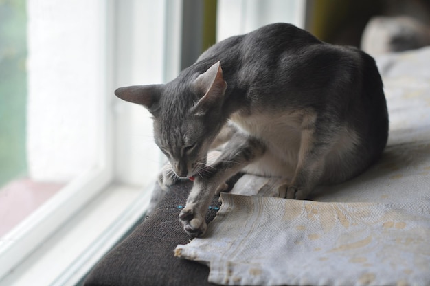 El gato oriental de pelo corto se sienta en la ventana