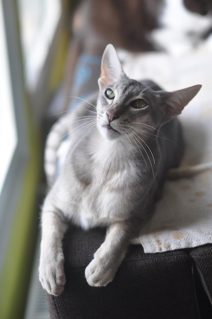 El gato oriental de pelo corto se sienta en la ventana