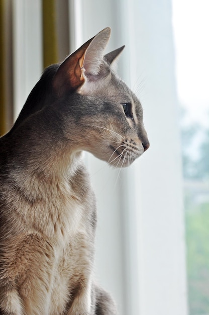 El gato oriental de pelo corto se sienta en la ventana
