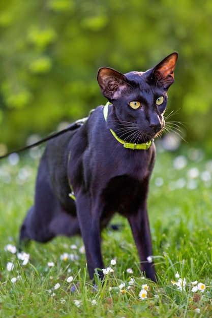 Gato oriental preto com uma coleira em um prado verde